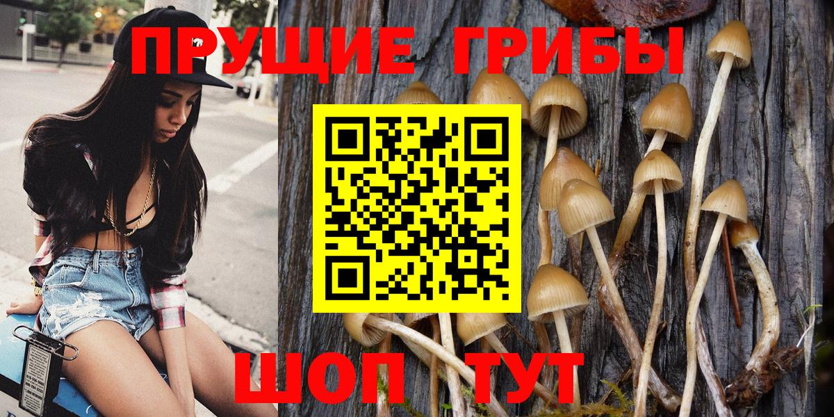 Псилоцибиновые грибы Psilocybine cubensis Саки